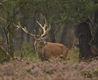 Met de groeten uit... de Veluwe