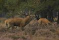 Met de groeten uit... de Veluwe