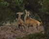 Met de groeten uit... de Veluwe