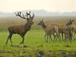 Met de groeten uit... de Veluwe