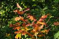 Herfstkleuren in park van de directeur