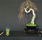 Hamontenaren geselecteerd voor bonsai-expo