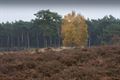 Proefsleuvenonderzoek op Blekerheide