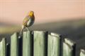 Vogels voederen in je tuin