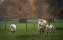 Vandaag in Werkplaatsen en Gelderhorsten