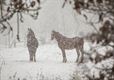 Sneeuw in onze stad