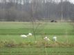 Grote groep reigers in Oude Maai