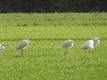 Grote groep reigers in Oude Maai