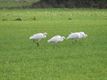 Grote groep reigers in Oude Maai