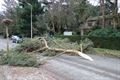 Veel stormschade in onze stad