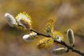 Lente in Beringen