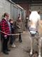 Ponykamp in Stal New Vliethof