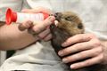 Bever-pups in het Natuurhulpcentrum