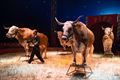 Circus Pipo brengt knappe show