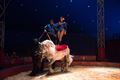 Circus Pipo brengt knappe show