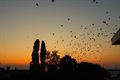 Kauwendans boven Beringen