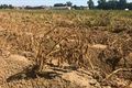 Duurdere aardappelen door droogte