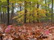 Herfst in geuren en kleuren