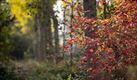 Herfst in Heide-Heuvel en Kolonie