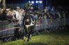 Paarden op de Sint-Maartenviering