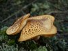 Herfst, dus paddenstoelen