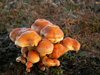 Herfst, dus paddenstoelen