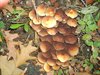 Plaatjes of buisjes?