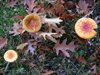 Plaatjes of buisjes?