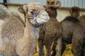 KWB bezoekt unieke kamelenboerderij