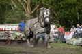 Veel volk voor trekwedstrijd boerenpaarden