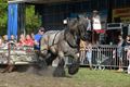 Veel volk voor trekwedstrijd boerenpaarden