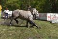 Paard slaat op hol en gaat door publiek