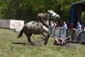 Paard slaat op hol en gaat door publiek