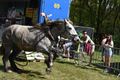 Paard slaat op hol en gaat door publiek