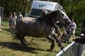 Paard slaat op hol en gaat door publiek