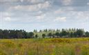 Zee van bloemen op Blekerheide