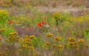 Zee van bloemen op Blekerheide