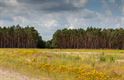 Zee van bloemen op Blekerheide