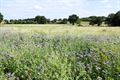 Meer wilde bloemen langs akkers en velden