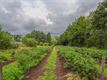 Opendeurdag Blueberry Fields