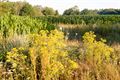 Wandelen in Beringen: Centrum Rood