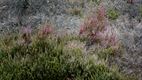 Natuurherstel op Heuvelse Heide