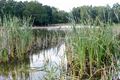 Wandelen in Beringen: Koersel Groen