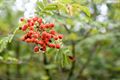 Wandelen in Beringen: be-MINE Rood