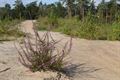 Wandelen in Beringen: Koersel Rood