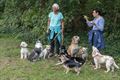 Lommel overspoeld door honderden honden