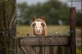 Vandaag in Kattenbos en Gelderhorsten