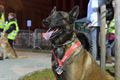 1000 honden voor Industrial Dog Walk