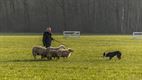 Schapen drijven in de Winnerstraat