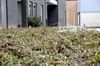 Vers groen voor de serviceflats